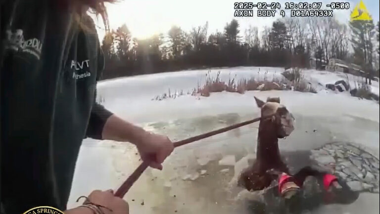 Dramatic rescue saves horse from icy pond in New York