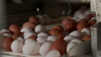 Trending News: Perfect egg boiling technique, popular spring break destinations, supplement risks
