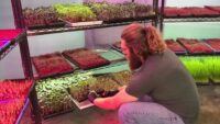 Urban farming grants aim to boost local produce in San Antonio