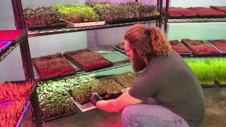 Urban farming grants aim to boost local produce in San Antonio