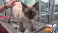 Rescue Tales: Adorable Poppy the Siamese kitten
