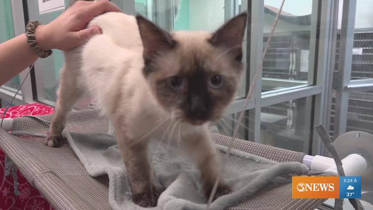 Rescue Tales: Adorable Poppy the Siamese kitten