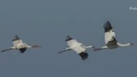 Thousands of birdwatchers flock to Port Aransas for 28th annual Whooping Crane Festival