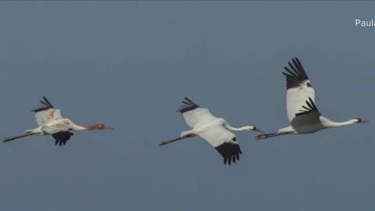 Thousands of birdwatchers flock to Port Aransas for 28th annual Whooping Crane Festival
