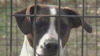 Corpus Christi Animal Care Services on lookout for animals unlawfully left out in cold