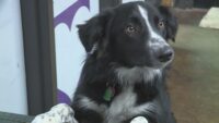 Thousands of pets, including some Portland pets, no longer registered after Austin-based microchip company goes out of business