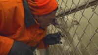 From cells to service: Nueces County inmates care for shelter animals