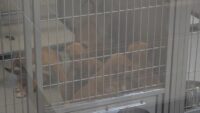 Protecting your pets in freezing temperatures