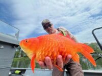 ‘Call me Megalodon:’ Here’s why you shouldn’t release your goldfish into the wild