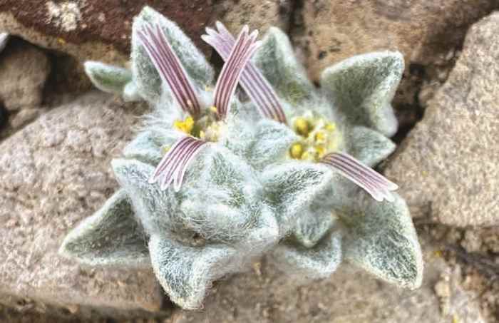 New ‘wooly devil’ plant species discovered at Big Bend National Park