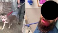 Judge orders euthanization of dog after January attack, owner claims wrong dog taken