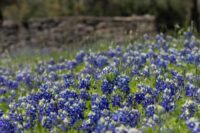 Warmer temperatures ahead for Texas, drought conditions may persist