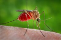 ‘Pest surge’ likely this spring in San Antonio