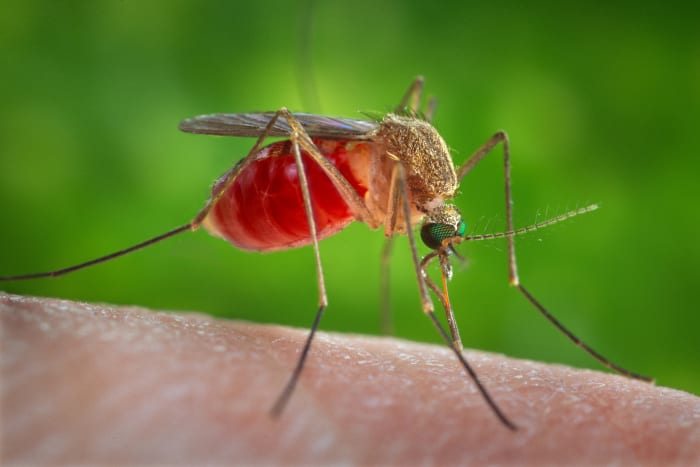 ‘Pest surge’ likely this spring in San Antonio