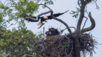 New bald eaglet spotted at Aransas Wildlife Refuge Center