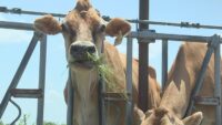 Stray dogs euthanized after attacking CCISD livestock animals
