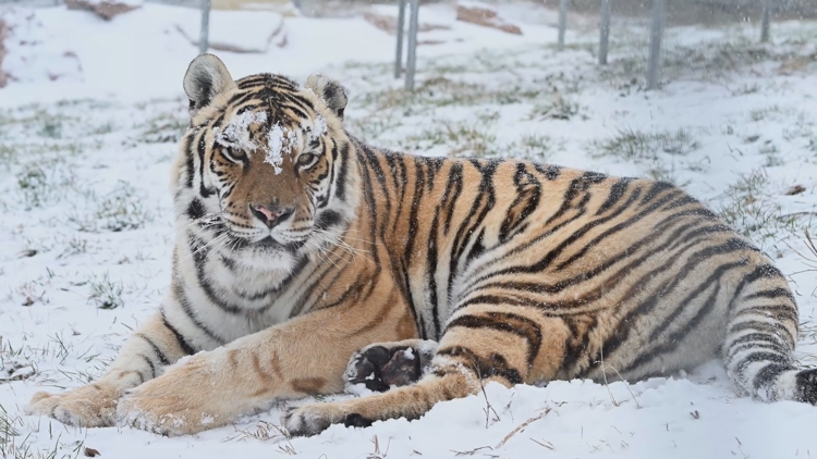 Wildlife refuge in Arkansas seeks to raise $200k to keep big cats warm this winter
