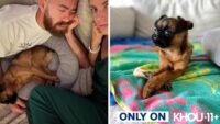 'Neglect and greed' | Houston family calls for stronger protections after dog dies while under pet sitter's care