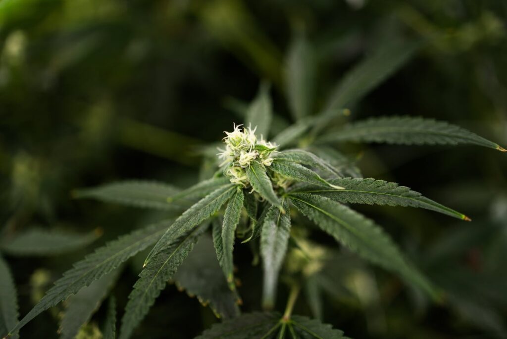 Texas Senate passes hemp ban, a Dan Patrick priority