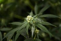 Texas Senate passes hemp ban, a Dan Patrick priority