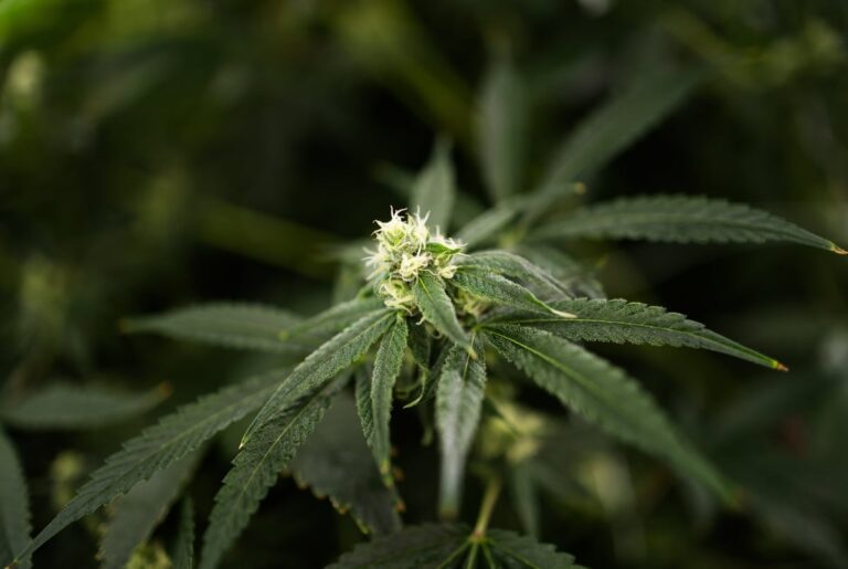 Texas Senate passes hemp ban, a Dan Patrick priority