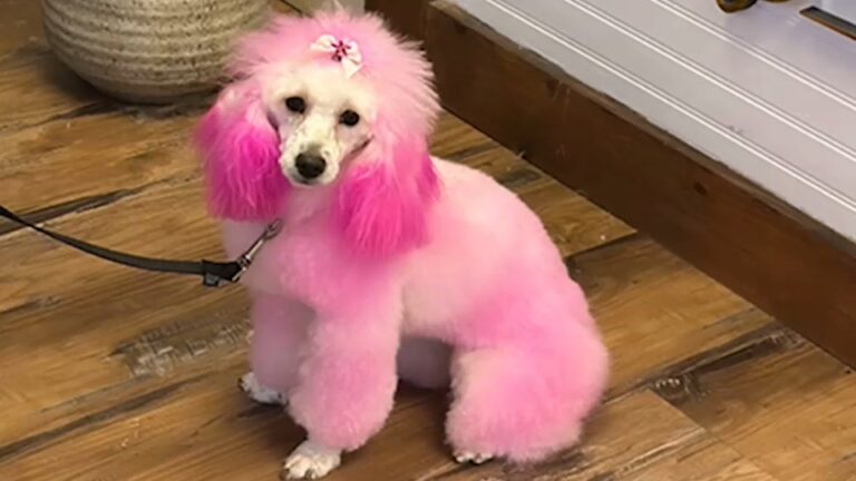 Molly the pink poodle rescued from frigid New Jersey river after daring swim