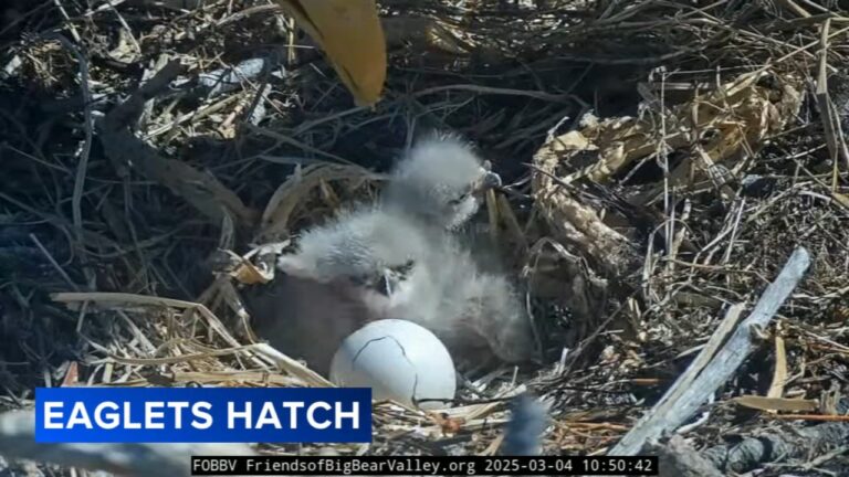 Big Bear bald eagles Jackie and Shadow welcome eaglets to the world