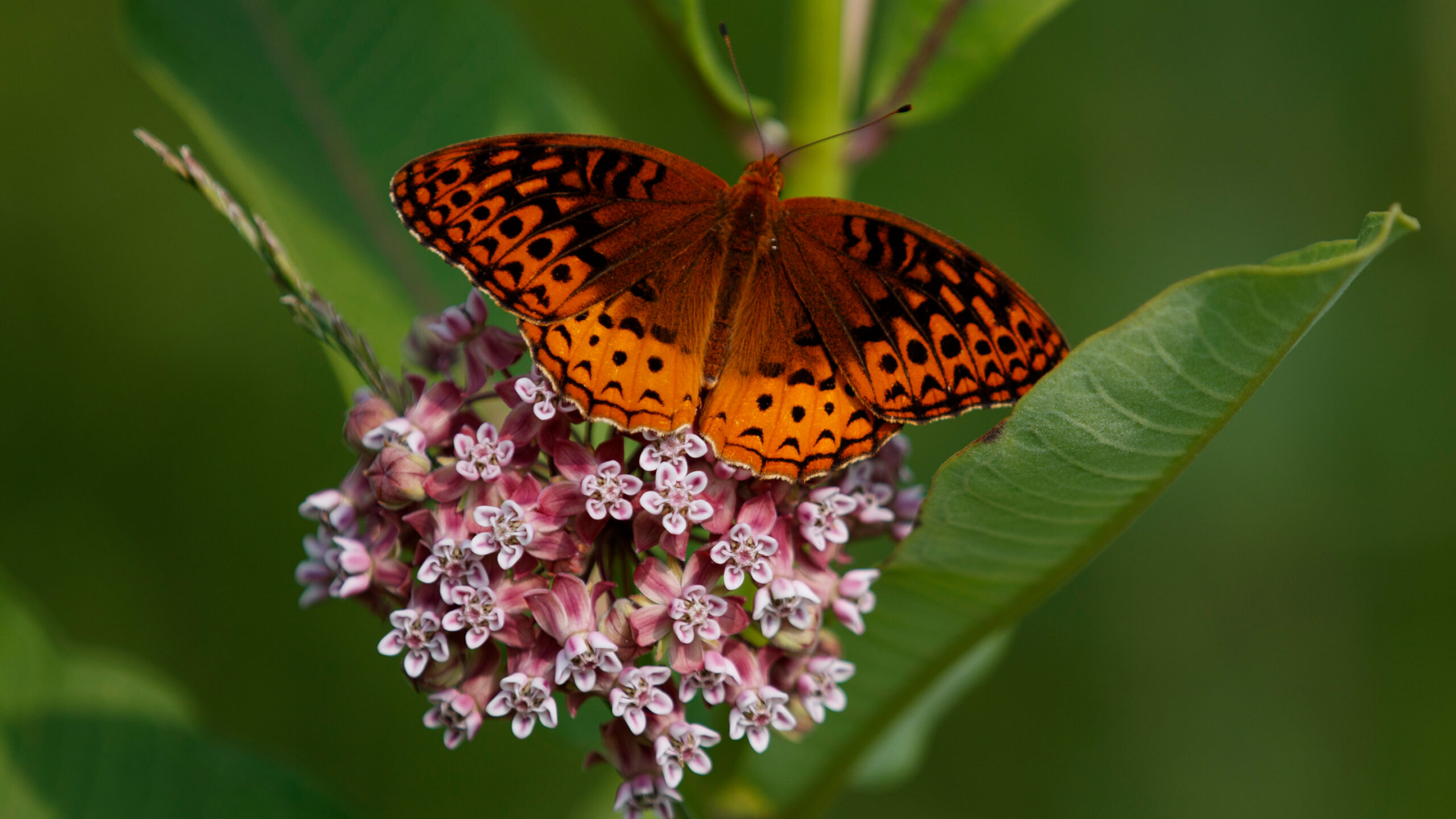 First national analysis finds America's butterflies are disappearing at 'catastrophic' rate