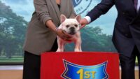 French bulldog is still top US breed | American Kennel Club reveals most popular dog breeds of 2025