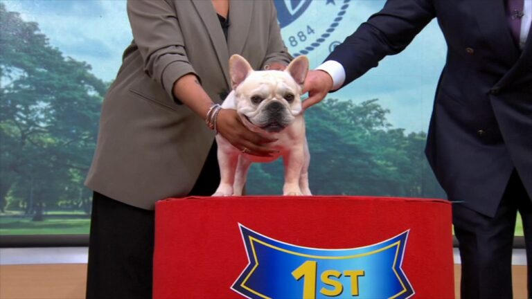 French bulldog is still top US breed | American Kennel Club reveals most popular dog breeds of 2025