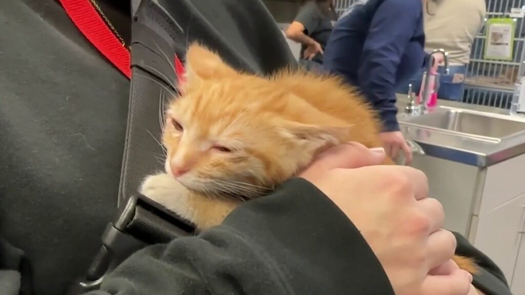 Foster volunteers urgently needed amid expected influx of kittens, ACS says