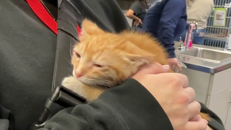 Foster volunteers urgently needed amid expected influx of kittens, ACS says