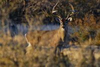 Crackdown on illegal deer breeding activities results in 22 suspects, over 1K pending charges, TPWD says