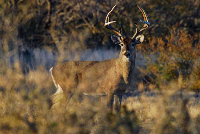 Crackdown on illegal deer breeding activities results in 22 suspects, over 1K pending charges, TPWD says