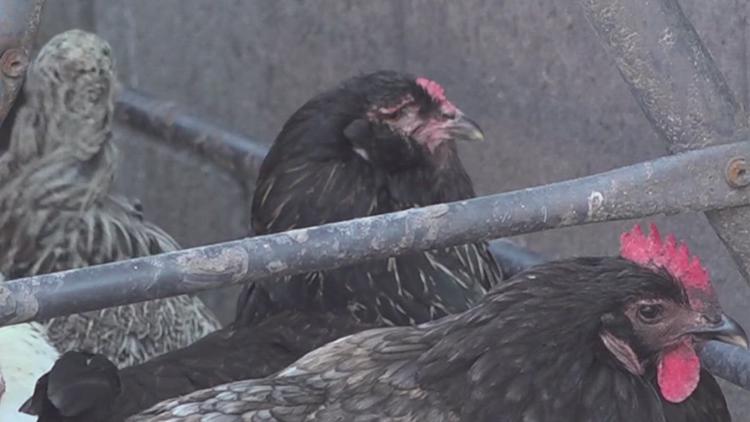 Local farms see increase in live chicken purchases as high egg prices persist