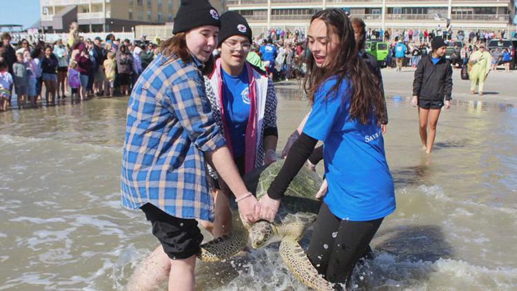 Texas Sealife Center releases 50 rehabilitated sea turtles back into the Gulf
