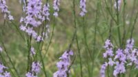 Wildflowers bloom in South Texas' Brooks County despite drought