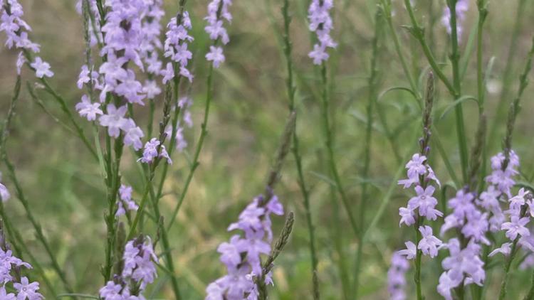 Wildflowers bloom in South Texas' Brooks County despite drought