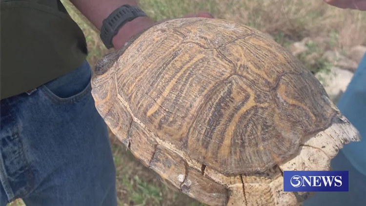 Nueces Delta Preserve impacted by lack of freshwater releases for the past 2 years