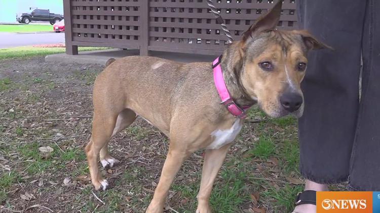 Rescue Tales: Meet Sunflower!