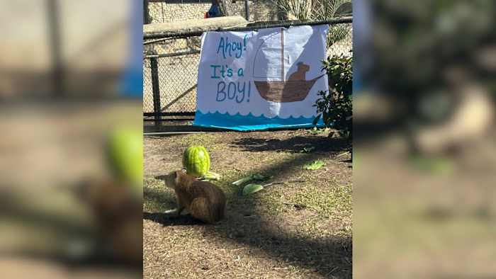 It’s a boy! San Antonio Zoo hosts gender reveal for Tupi, the baby capybara