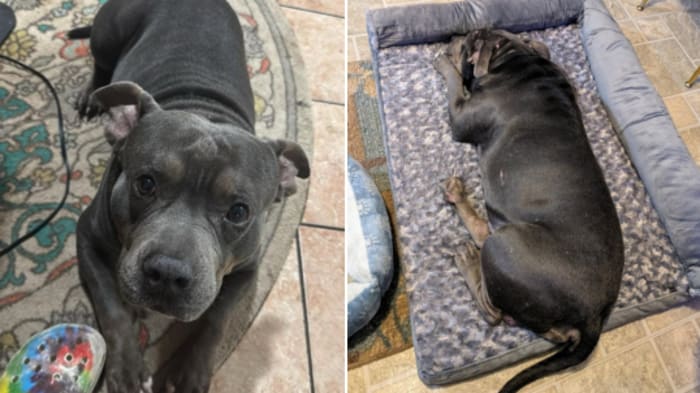 Northeast Side family calls for action after neighbor’s pit bull attacks, kills their dog