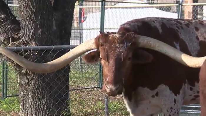 San Antonio Stock Show & Rodeo offers emergency shelter for horses, cattle affected by Crabapple Fire