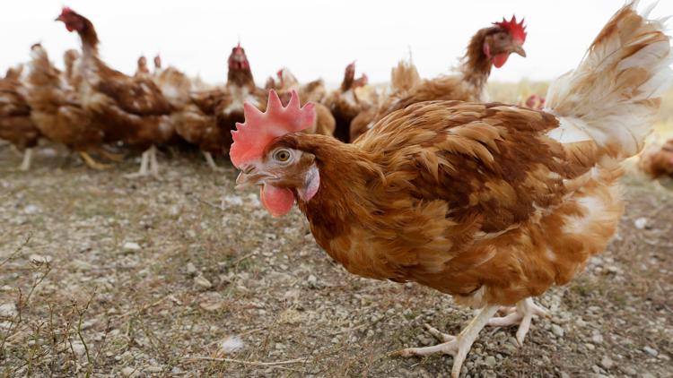 US tariffs on Canada and Mexico take effect, as China takes aim at US farm exports