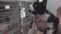 Charm the three-legged cat defies odds to find a loving home at Gulf Coast Humane Society
