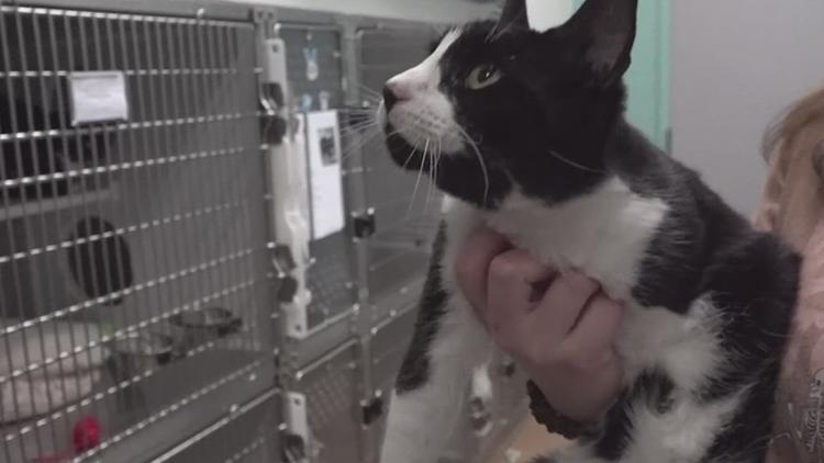 Charm the three-legged cat defies odds to find a loving home at Gulf Coast Humane Society