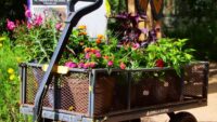 Botanical Gardens cancel Big Bloom plant sale