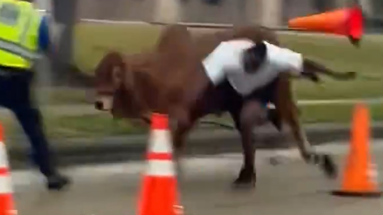 Cow spotted running away from NRG Stadium after getting loose at RodeoHouston