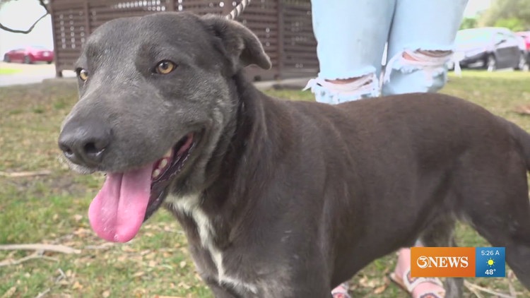 Recue Tales: 2-year-old Lab-mix Daryll brings calm demeanor, gorgeous coat to potential new owners
