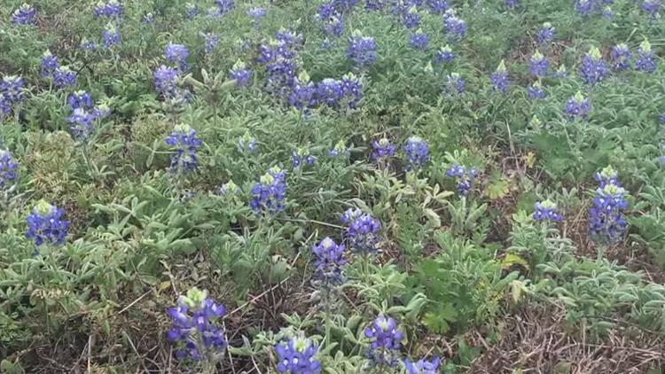 Bluebonnets beginning to 'Spring' up along I-37